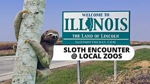 Sloth Encounter in Illinois Local Zoos - Sloth Of The Day