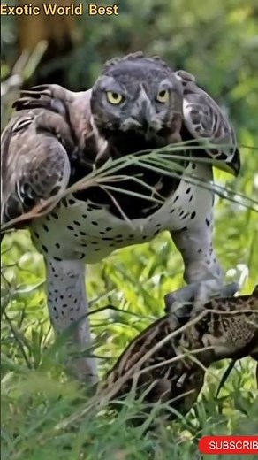 The African Crowned Eagle Shows Incredible Hunting Power. #animals #wildlife #shortvideo