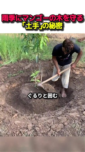 The Secret of the "Earth Mounds" That Protect Mango Trees During the Rainy Season #Shorts #Farmin...