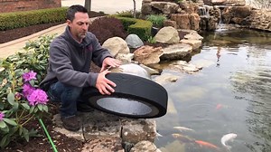 This unique transparent ball floats on the pond and allows your koi or goldfish to take a peek above the water's surface. Fish will swim into the dome where you can watch their behavior and monitor their health on a daily basis. The Floating Pond Bubble is a great addition, adding a unique experience to any koi pond. https://www.thepondguy.com/product/floating-pond-bubble | The Pond Guy