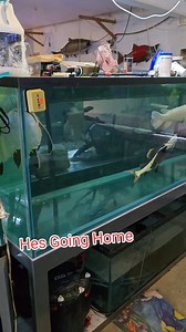 he found a new home! #fish #aquarium #gar #reels | Ohio Fish Rescue