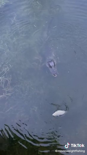 Huge Alligator Feasting on Fish!