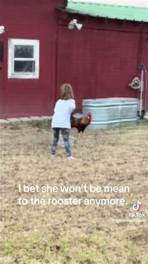 angry rooster attack little girl🐓