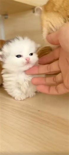 Did you get touched by the cuteness of these little cats? They are just too adorable! #cat #cute