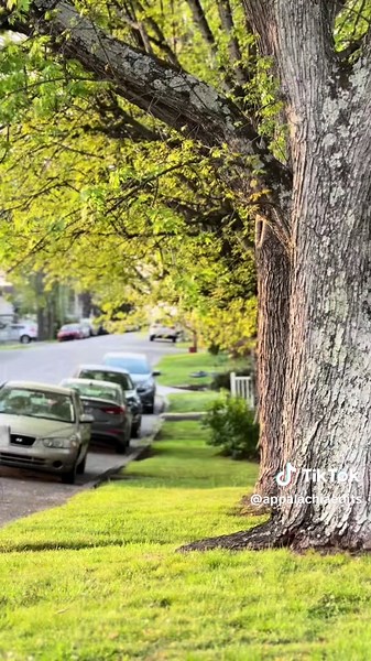 Exploring the Heart of Appalachia: A Journey Home