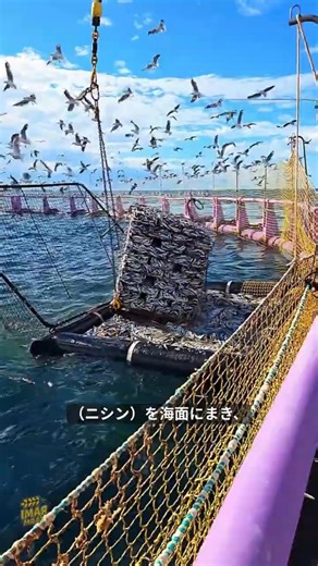 🌀🐟 How are bluefin tuna in aquaculture pens fed? #shorts