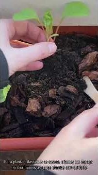 Como Criamos uma Horta na Varanda #tutorial #horta #cultivar