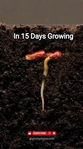 Nature Is Incredible 🌿 | Plant Growth in 39 Seconds