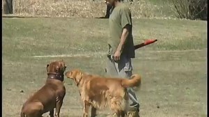 This is what focus looks like 🙏🏾 this was the most intelligent dog together we built an empire i will miss this dog more then I can ever put into words (no fools not hulk he is fine) 🙄 this is “The General” hulks grandfather he was the most impactful dog in my life he changed me as a human he changed my whole outlook on life he help me to become a better man he was with me when I was down down down and he was with me when I was up upppp upppppp never left myside never wasn’t dedicated to me a