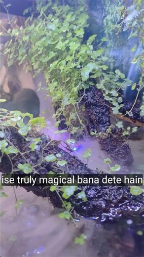 snake head fish tank setup #aquarium #fish #snake #usashortsviral #fishkeepinghobby #ytshorts #yt