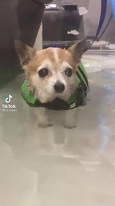 2.4M views · 79K reactions | This is Lil Hobbs. He recently joined a water aerobics class. Likes the water. Not so sure about the aerobics. 14/10 #SeniorPupSaturday | We Rate Dogs | Facebook