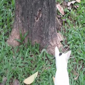 20K views · 187 reactions | Thai Golden Tree Snake vs White Cat  Join our group : Animals Life. Thank you so much ❤ | Magic Animals | Facebook