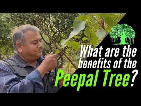 What are the benefits of the Peepal tree (Ficus religiosa)?