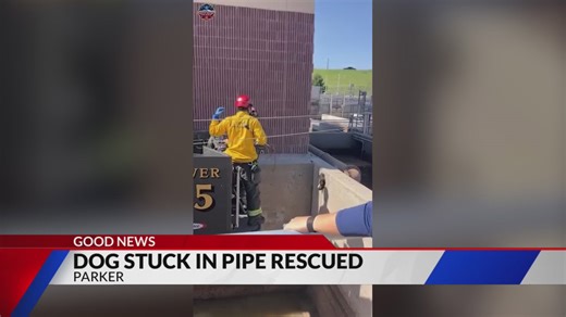 Dog stuck in drainage pipe rescued by fire crews