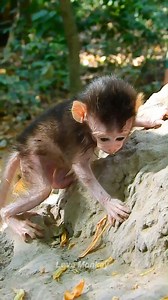1.6K views · 226 reactions | Wow.. cute newborn baby monkeys | Love Monkey | Facebook