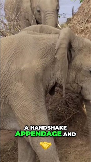 Elephant Trunk Greetings and Ingenious Termite Hill Tool Use in the Wild