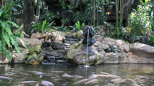 Waterfall, Fish, Pond. Free Stock Video