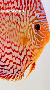 2.3K views · 146 reactions | Europa Discus Center...