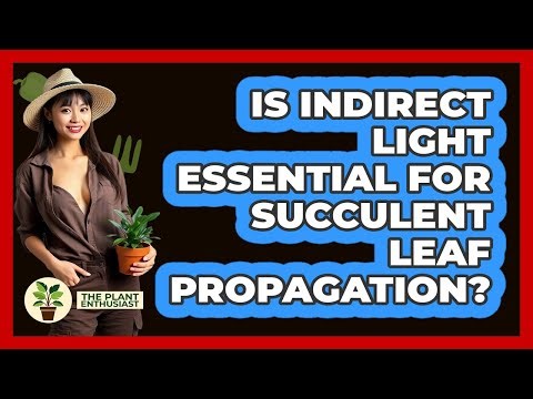 Is Indirect Light Essential For Succulent Leaf Propagation?