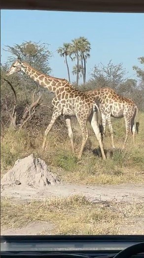 Safari "Butt Smelling" Giraffe Encounter