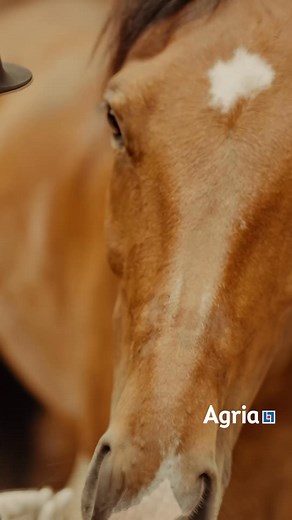 Save 20% on your horse insurance quote with Agria this winter - use promo code Winter20. ☑️ Claims paid within 5 days of approval ☑️ We can pay your vet directly ☑️ We insure all breeds without an age limit | Agria Ireland