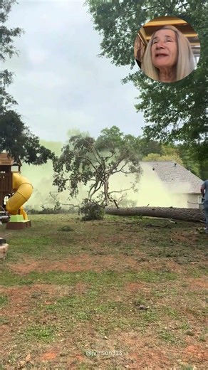 Massive Pollen Release During Tree Felling #treeremoval #satisfying