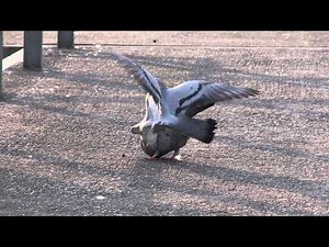 Accouplement de pigeons