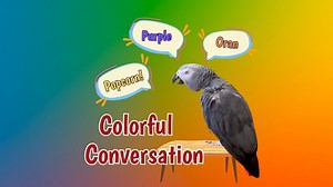 Immerse yourself in color as you dive into the colorful world of Einstein! Einstein joyfully identifies colors, offering a diverse range of reactions. From whimsical animal imitations to catchy melodies, the parrot's lively chatter promises to brighten your day. Keep an eye out for hilarious moments of raspberry blowing and amusing sound effects. With a talent for colors and creatures, this parrot is a captivating conversational companion. | Einstein the Talking Texan Parrot