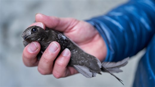 Watch how we documented scientists studying a mysterious bird in Colorado