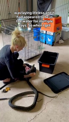 Medusa Snake Catcher on Instagram: "New Years Day diamond python rescue in Kurrajong NSW. A heartfelt thank you to Ibrahim for being such a kind and caring human. Your respect for wildlife truly makes a difference. If you have spotted a snake on your property in Kurrajong or surrounding areas, please do not put yourself at risk. Call Medusa Snake Catcher on 0489 229 489 for fast, safe, and humane snake removal. Available 24 7 for urgent callouts, fully licensed and experienced. #fypage #fyp #wil