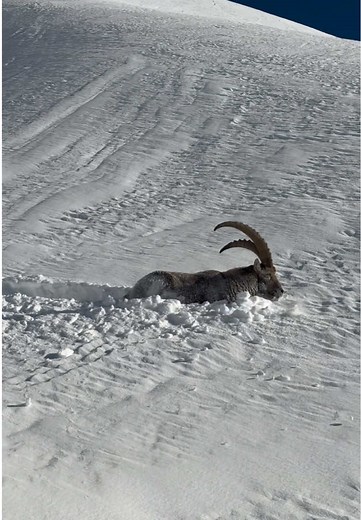 Bouquetin en Ski de Rando dans la Neige Fraîche
