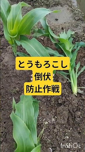 とうもろこしの栽培やり方は倒れ防止に土寄せは有効です、追肥と土寄せを早めに行う #家庭菜園 #現代農業 #農業 #ファーム生活 #garden