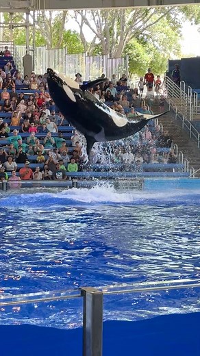 CHECK OUT THE HIGH FLYING ORCA WHALES! 😍🐳 #orca #seaworld #whale # | SeaWorld Videos
