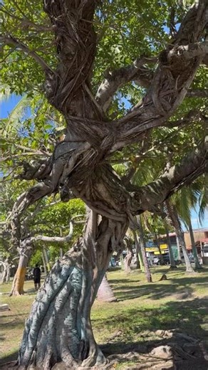 Emotion-Provoking Tree (1)