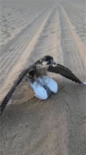 PEREGRINE FALCON THE FASTEST HUNTER ON EARTH 🔥🔥🔥 #falcon #falcons #wildlifeentertainment #wildlife
