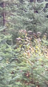 1.2M views · 24K reactions | Big Maine Bull Moose! Who’s ready to go on a Maine moose hunt with Operation Reboot Outdoors? #rebootnation #Valhallacanwait #Mainemooselottery | Operation ReBoot OutDoors | Facebook