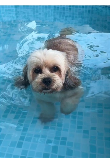 Paano Lumutang sa Foldable Pool para sa Aso