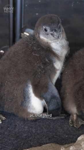 A critically endangered African penguin has been born at Camden's aquarium. It wants your help naming him. ✏️: Emily Neil 📷: Kimberly Paynter Full story → https://bit.ly/4jAAa31 | WHYY
