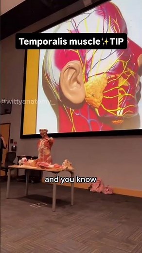 2 Mastication Muscles!