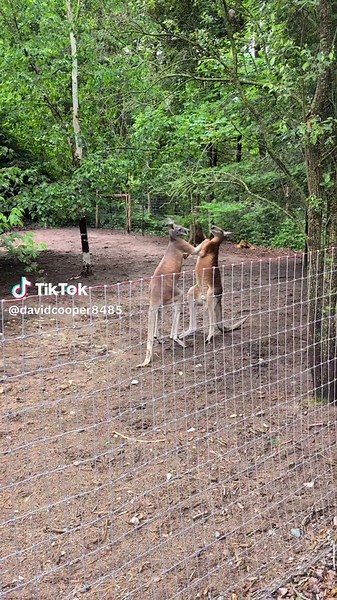 Kangaroo boxing is pure entertainment!#kangaroo #zoo #almosthandsmyguy