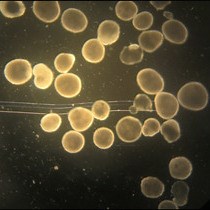 Video: Human Pluripotent Stem Cell Based Developmental Toxicity Assays for Chemical Safety Screening and Systems Biology Data Generation