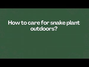 How to care for snake plant outdoors?