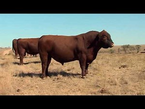 A Visit to Croissant Red Angus