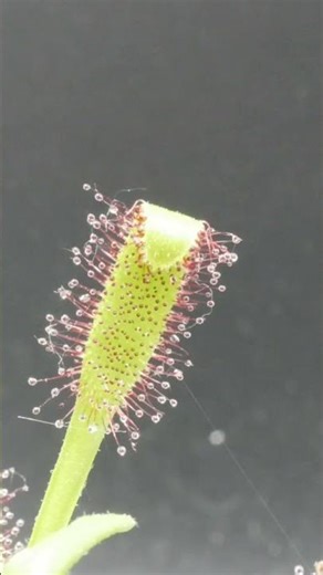 Sundew 'Drosera capensis' catches another fly