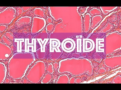 THE THYROID - HISTOLOGY