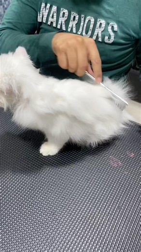 Persian cat grooming routine #cat #catpersian #catgrooming 🐾🐾