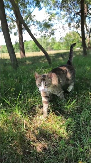 A cat walking through the grass 🍃🐱