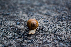 Fascinating Gastropoda Fast Facts