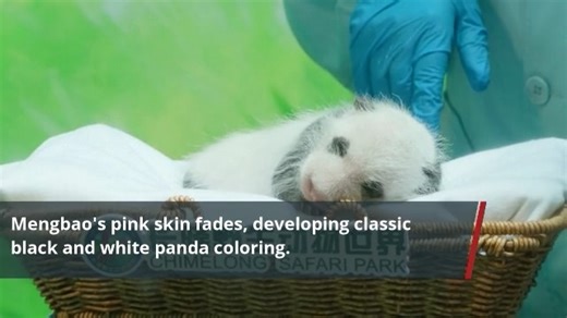 【Baby panda reunited with mother at Guangzhou zoo】 A 25-day-old newborn panda cub at Chimelong Safari Park in south China's Guangzhou was returned to her mother's embrace on Saturday after undergoing its fifth physical examination. Mengbao, born to Mengmeng who is one of the only giant panda triplets in the world, takes a physical checkup every five days and has apparently changed in the past days. Its originally pink skin has faded, and is gradually developing into the classic black and white p