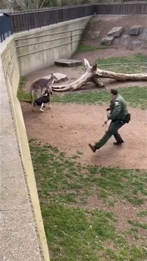 Hound attacks kangaroo at zoo #shorts